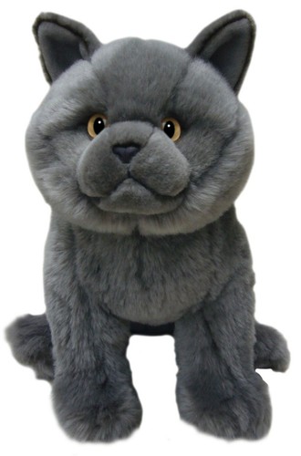 Zoll british blue - zoll, cat